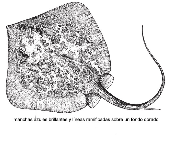 Dasyatis marmorata_05.jpg